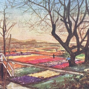 1904 HOLLAND - 'HAARLEM Tulpenfelder' - Holland Druck - Niederländische Stadt Druck - Holland Gemälde - 119 Jahre alt