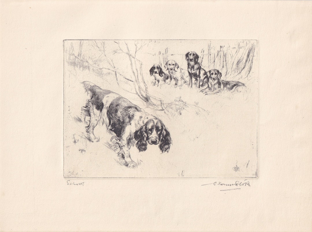 1930 SPRINGER SPANIEL DOG Print - Original Antique Dog Print - Vernon ...