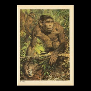 Large 1960 HOMO ERECTUS Print - Prehistoric Man Print - Paleoart - Human Evolution Print - Neanderthal Art - 9.75 x 13.5 Inches