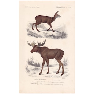 1861 MOOSE & MUSK DEER Print - Hand-Coloured Antique Print - Orbigny - Elk Wall Art - Animal Gift Decor - 5.75 x 9.75 Inches