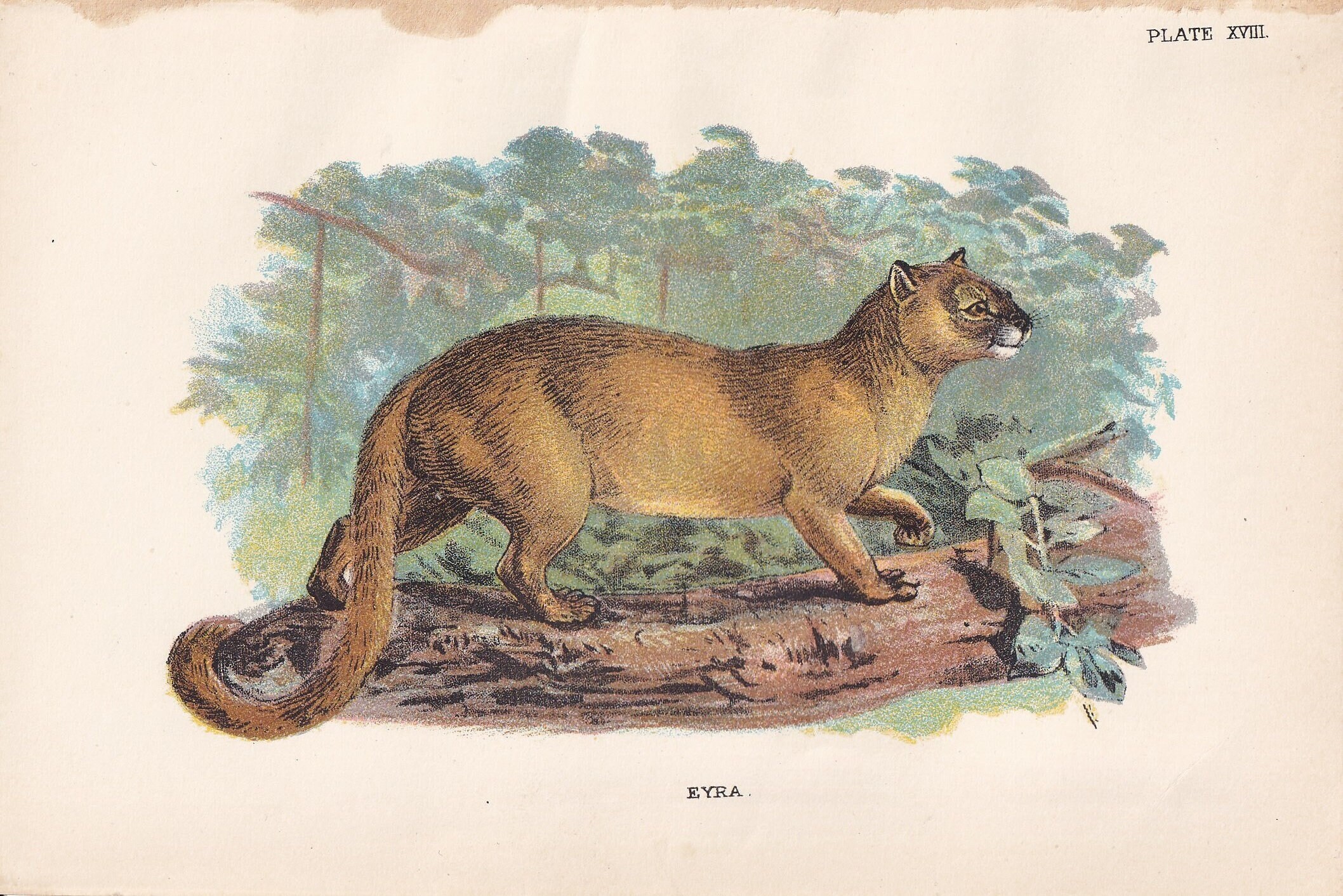 1896 JAGUARUNDI or EYRA CAT Print - Big Cats Print - Carnivora Print - Natural History - Original Antique Print - Over 125 Years Old