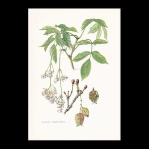 May include: A botanical illustration of the Staphylea pinnata plant, featuring green compound leaves, clusters of small white flowers, bare woody branches with buds, and green seed pods. The text "Staphylea pinnata L." is printed at the bottom.
