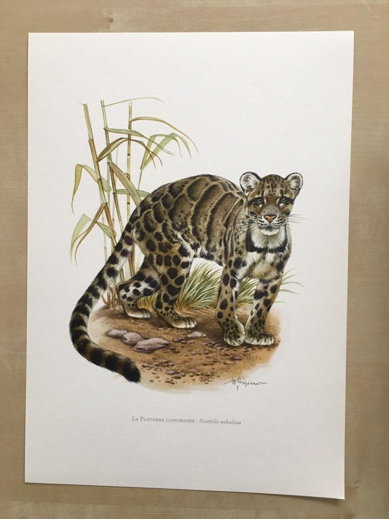1960 CLOUDED LEOPARD Print Vintage Zoology Print Wildlife - Etsy