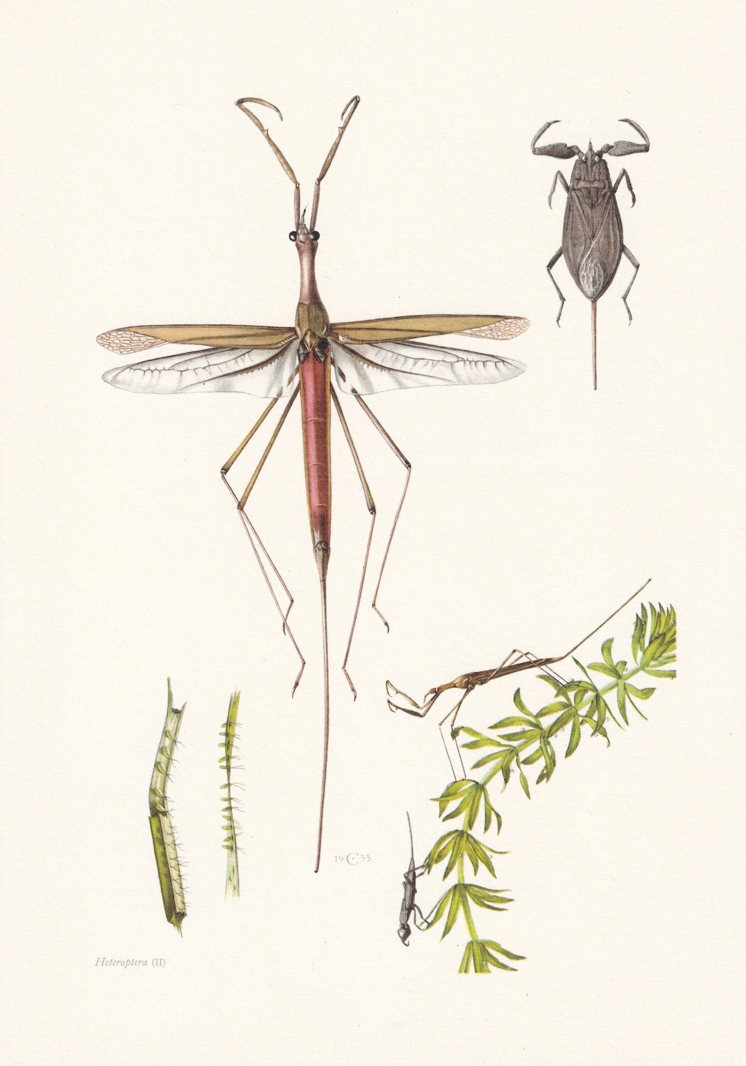 1960 WATER STICK INSECT Print - Vintage Insect Print - Wildlife ...
