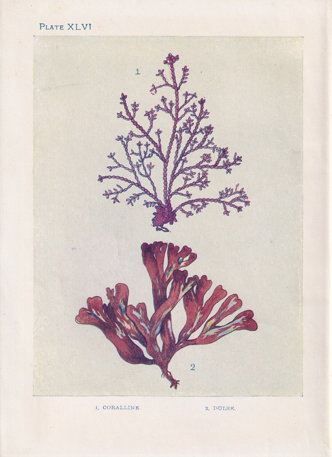 1907 SEAWEED (CORALLINE & DULSE) Print - Antique Marine Print - Sea ...