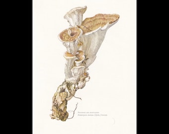 Op de afbeelding: Een botanische illustratie van een Bondarzewia montana paddenstoel met een cluster van waaiervormige, crèmekleurige hoeden met bruinachtige randen en een gestructureerde, dikke, houtachtige steel. De tekst luidt: Polypore des montagnes, Bondarzewia montana (Quél.) Singer.
