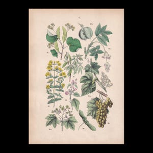 May include: A vintage botanical print on aged paper featuring numbered illustrations of various plants, including green leaves, yellow flowers, a cluster of grapes, and seed pods. The detailed color drawings are arranged in a grid-like layout.