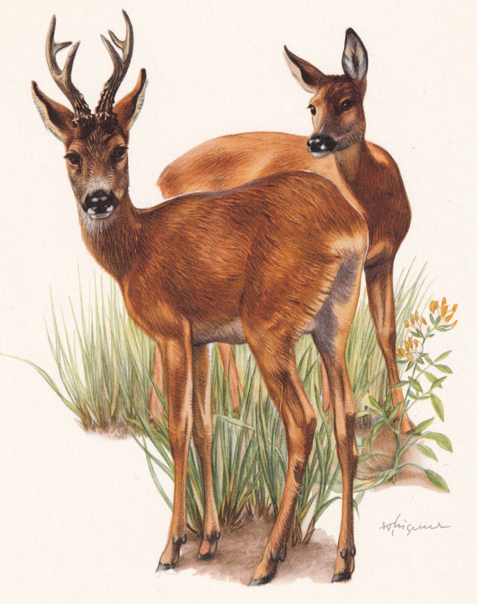 1960 ROE DEER Print - Vintage Animal Print - Animal Illustration ...