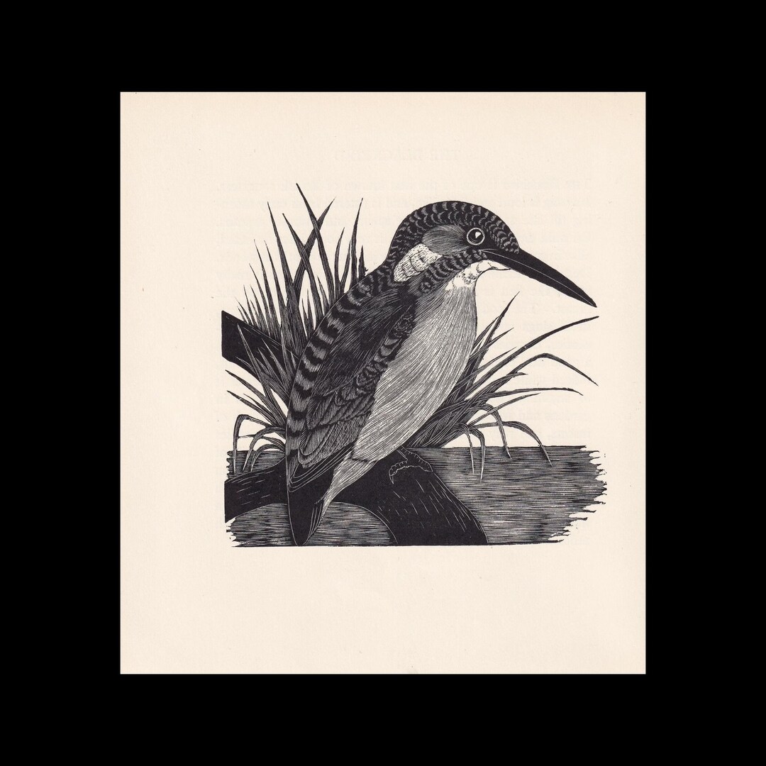1929年 カワセミの木版画 - 鳥の壁掛けアート - 鳥の木版画