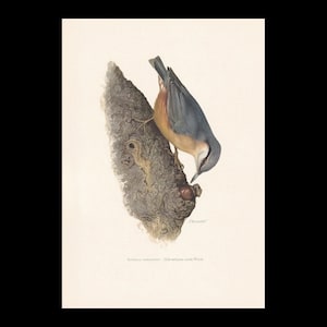 1960  NUTHATCH Bird Print - Vintage Bird Print - Bird Illustration - Bird Wall Art - 7.5 x 10.6 Inches