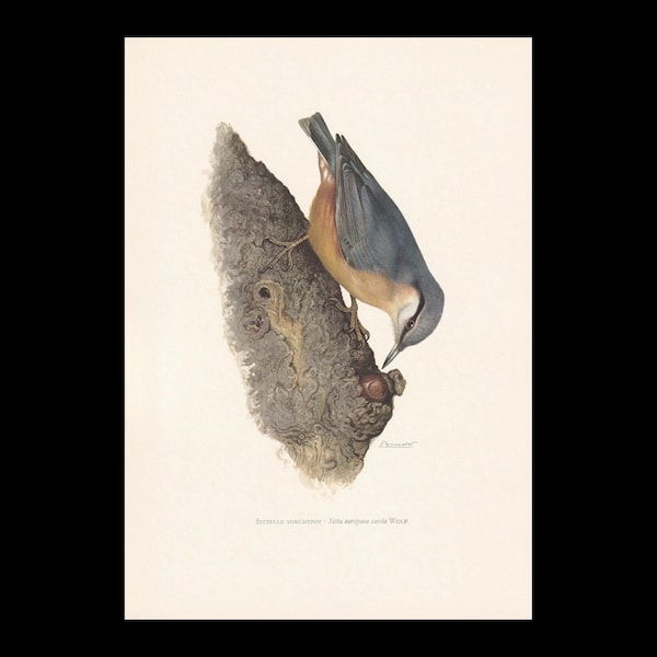 1960  NUTHATCH Bird Print - Vintage Bird Print - Bird Illustration - Bird Wall Art - 7.5 x 10.6 Inches