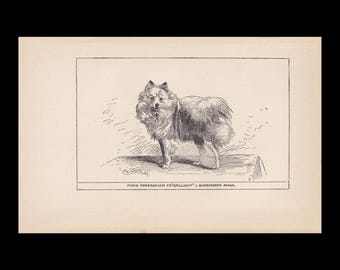 Könnte beinhalten: Eine schwarz-weiße Strichzeichnung eines Pommerschen Zwergspitzes im Profil. Der Text unter der Abbildung lautet: FAWN POMERANIAN CH. BRILLIANT J. DUCKWORTH OWNER. Der Hund hat ein dichtes, flauschiges Fell und eine Rute.