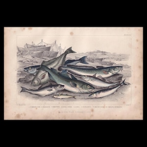 May include: A vintage print depicting several fish species, such as cod, haddock, and mackerel, set against a coastal scene with boats and a shoreline. The print is in monochrome, showcasing detailed fish illustrations.