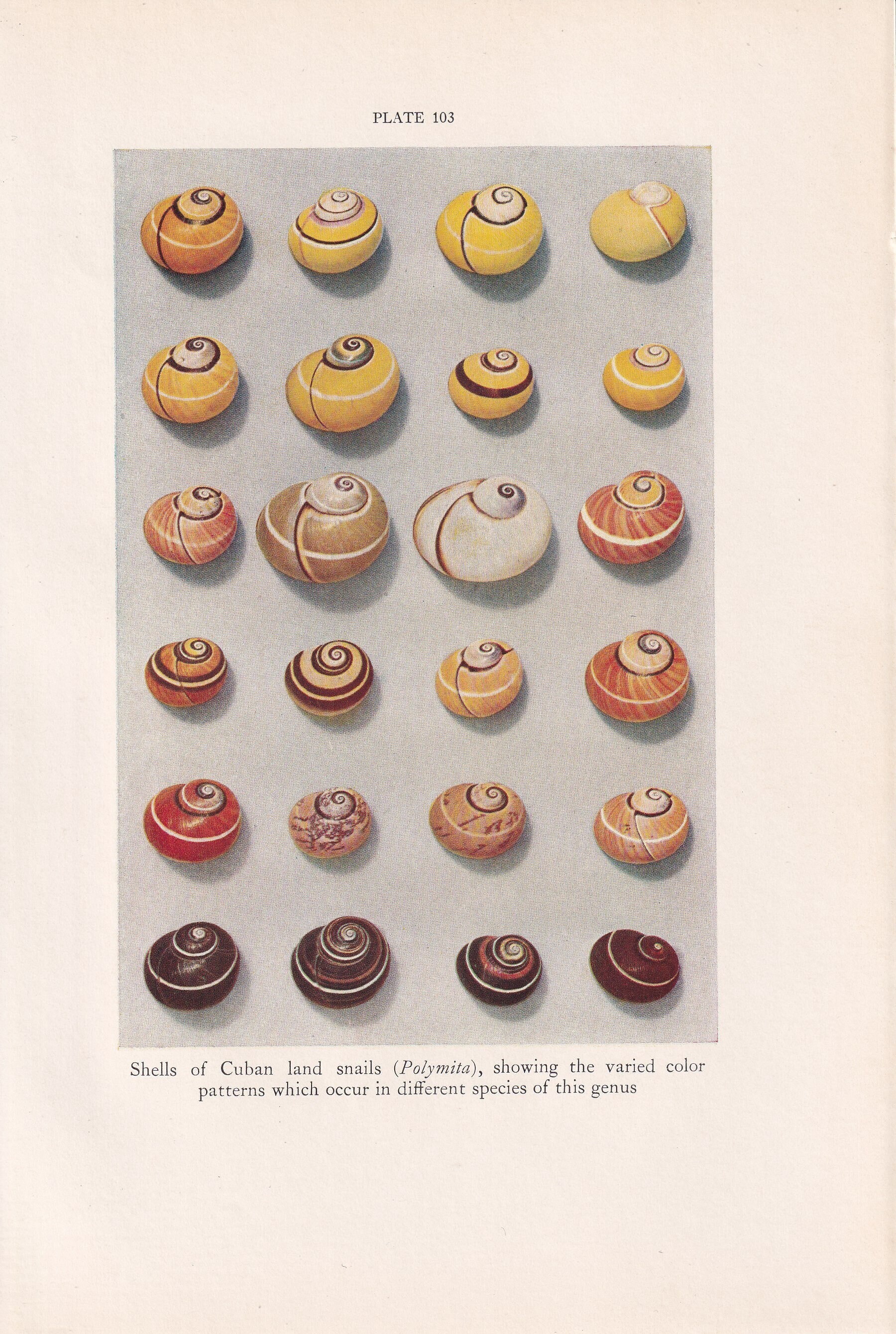 Throwback Shell Pictures 1934 SHELLS Print - Original Vintage Print - Shells Decor - Shell Wall ...