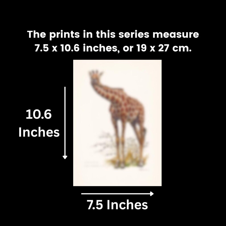 The prints in this series measure 7.5 x 10.6 inches, or 19 x 27 cm.