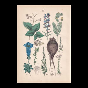 May include: A botanical print labeled 18 featuring various plant illustrations including a large dark brown root, a bright blue bell-shaped flower, green leaves, and several smaller stems with flowers, all arranged on a light beige background.