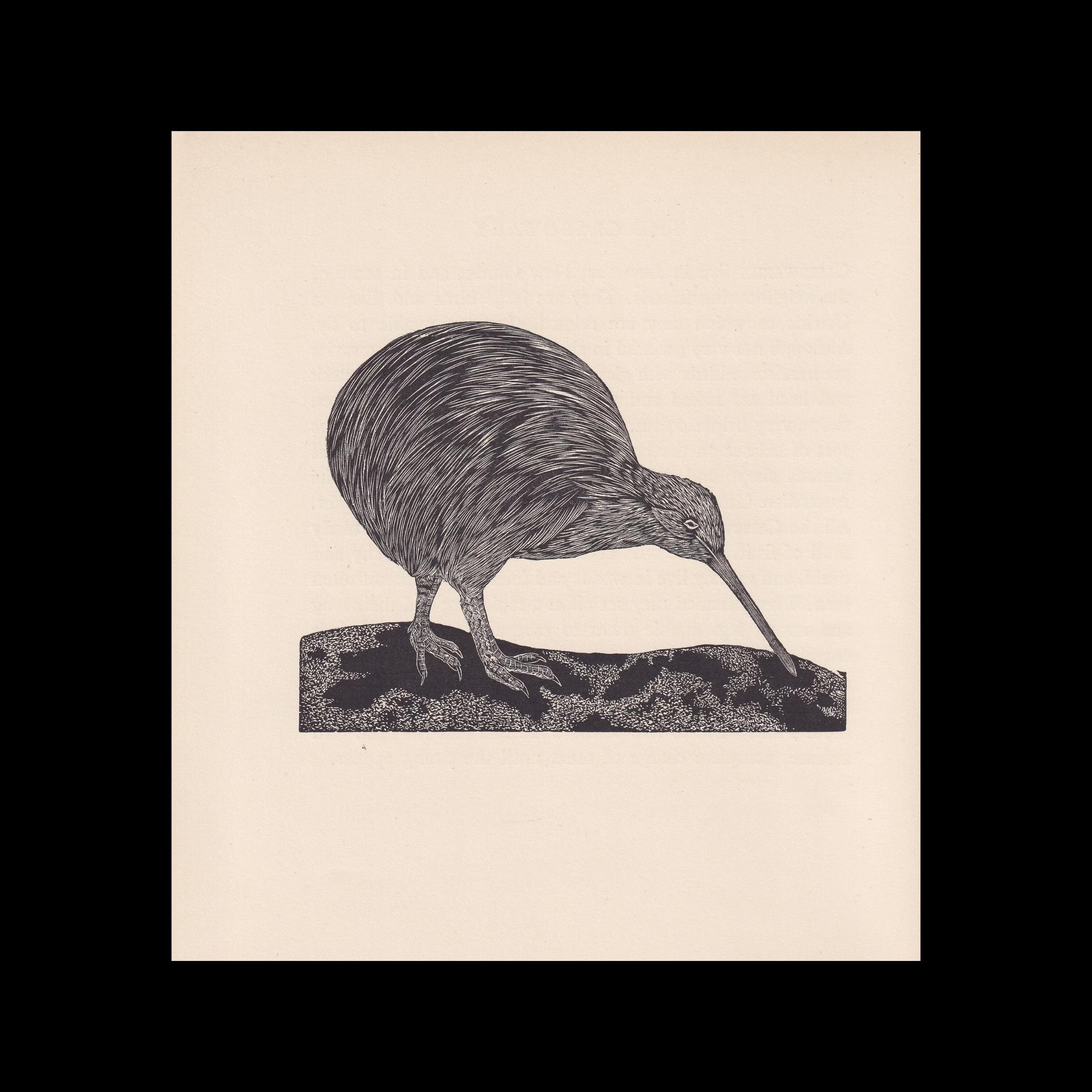 1929 KIWI BIRD Print Wood Engraving - Bird Wall Art - Bird Wood