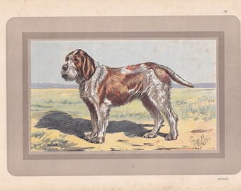 Rare! 1931 SPINONE ITALIANO DOG Print - Original Antique Hunting Dog Print - Animal Wall Art - Dog Wall Art - 92 Yrs Old - 11 x 7.75 Inches