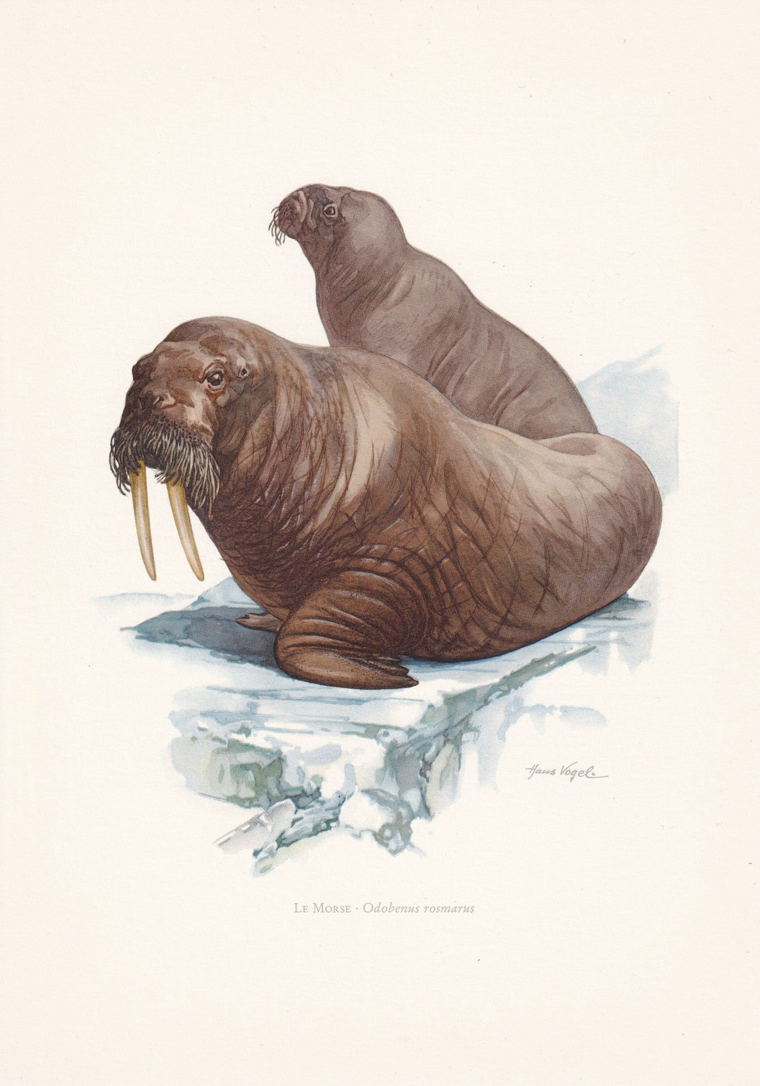1960 WALRUS Print - Vintage Animal Print - Animal Illustration - Animal ...