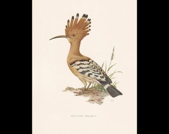 1960 HOOPOE Vogel Druck - Vintage Vogel Druck - Vogel Illustration - Vogel Wandkunst - Vogel Dekor - 19,5 x 10,6 Zoll