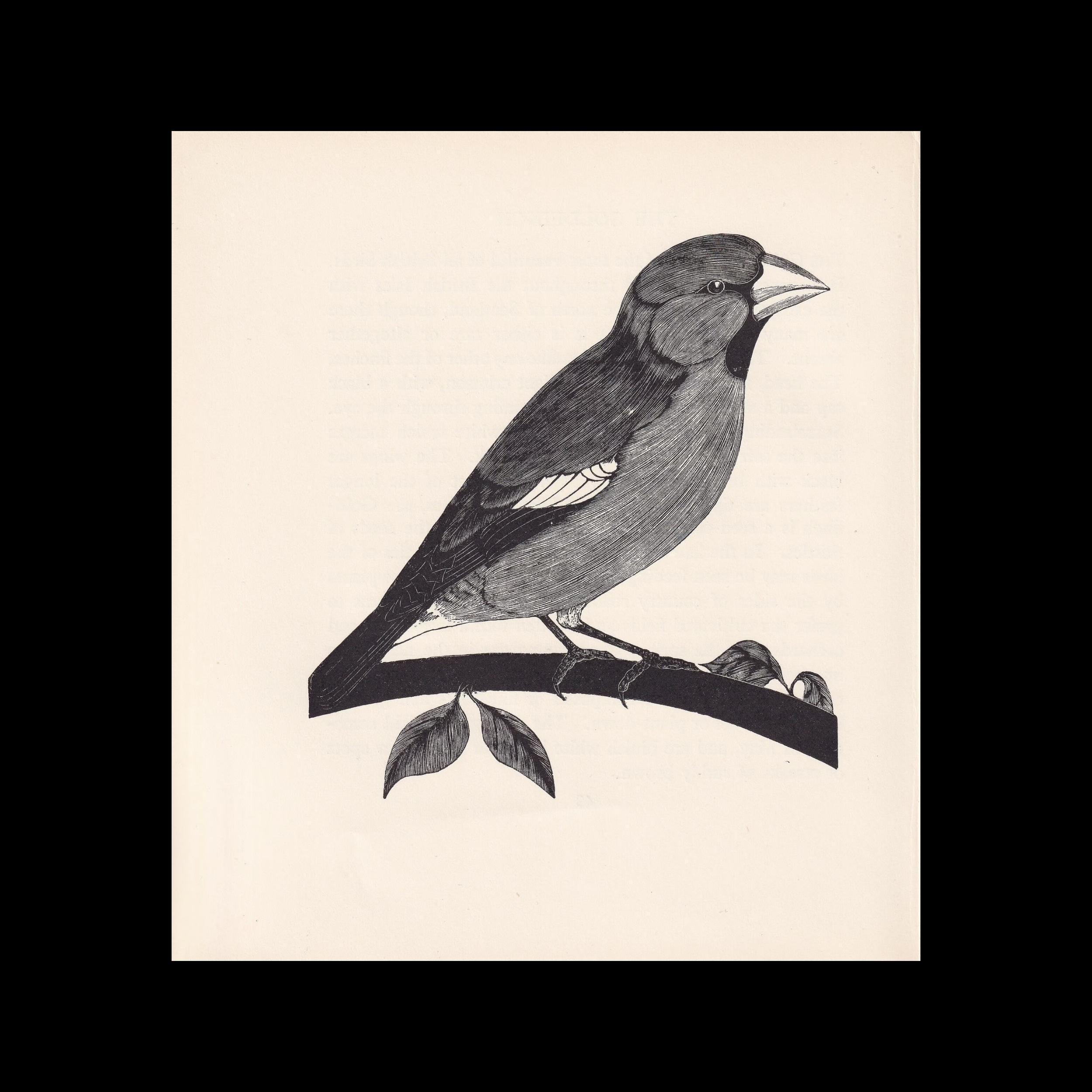1929年製 イカルの木版画 - 鳥の壁掛けアート - 鳥の木版画