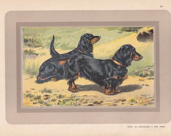Rare! 1931 DACHSHUND DOG Print - Original Antique Hunting Dog Print - Dog Wall Art - 92 Years Old - 11 x 7.75 Inches