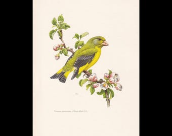 1960 GRÜNFINK Vogel Druck - Vintage Vogel Druck - Vogel Illustration - Vogel Wandkunst - Vogel Dekor - 19,5 x 28 cm