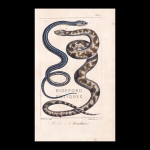 1834 Hand-Coloured SNAKE Print - Antique Print - Lacepede - Snake Wall Art - Animal Gift Decor - 5.8 x 8.9 Inches