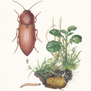 1960 CLICK BEETLE Print - Vintage Insect Print - Bugs Illustration - Insect Wall Art - Vintage Entomology Print - 7.5 x 10.6 Inches