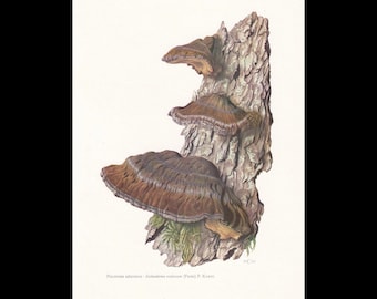 Op de afbeelding: Een botanische illustratie van drie bruine, consolevormige paddenstoelen die op een gestructureerde boomstam groeien. De zwammen hebben gelaagde, donkerbruine hoeden met lichtere randen. De tekst onderaan luidt: Polypore résineux - Ischnoderma resinosum (Fries) P. Karst.