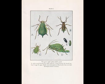 1934 APHID Print - Vintage Print - Insect Wall Art - Insect Decor - Insect Gift Idea - 9.15 x 6 Inches