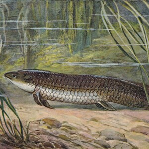 K&ouml;nnte beinhalten: Eine detaillierte Illustration eines braunen und silbernen Fisches mit Schuppen, der in einem flachen Gew&auml;sser schwimmt. Der Fisch ist von gr&uuml;nen Schilf umgeben und das Wasser ist klar.