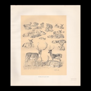 May include: A vintage-style print on cream paper featuring multiple black and white pencil sketches of fallow deer in various poses. The text "STUDIES OF FALLOW DEER" is printed at the bottom centre, with a small circular logo in the bottom right corner.