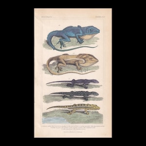 May include: A vintage-style zoological print featuring five distinct lizards arranged vertically. The top two are larger with prominent throat pouches, followed by three smaller, slender lizards in shades of dark blue, black, and tan.