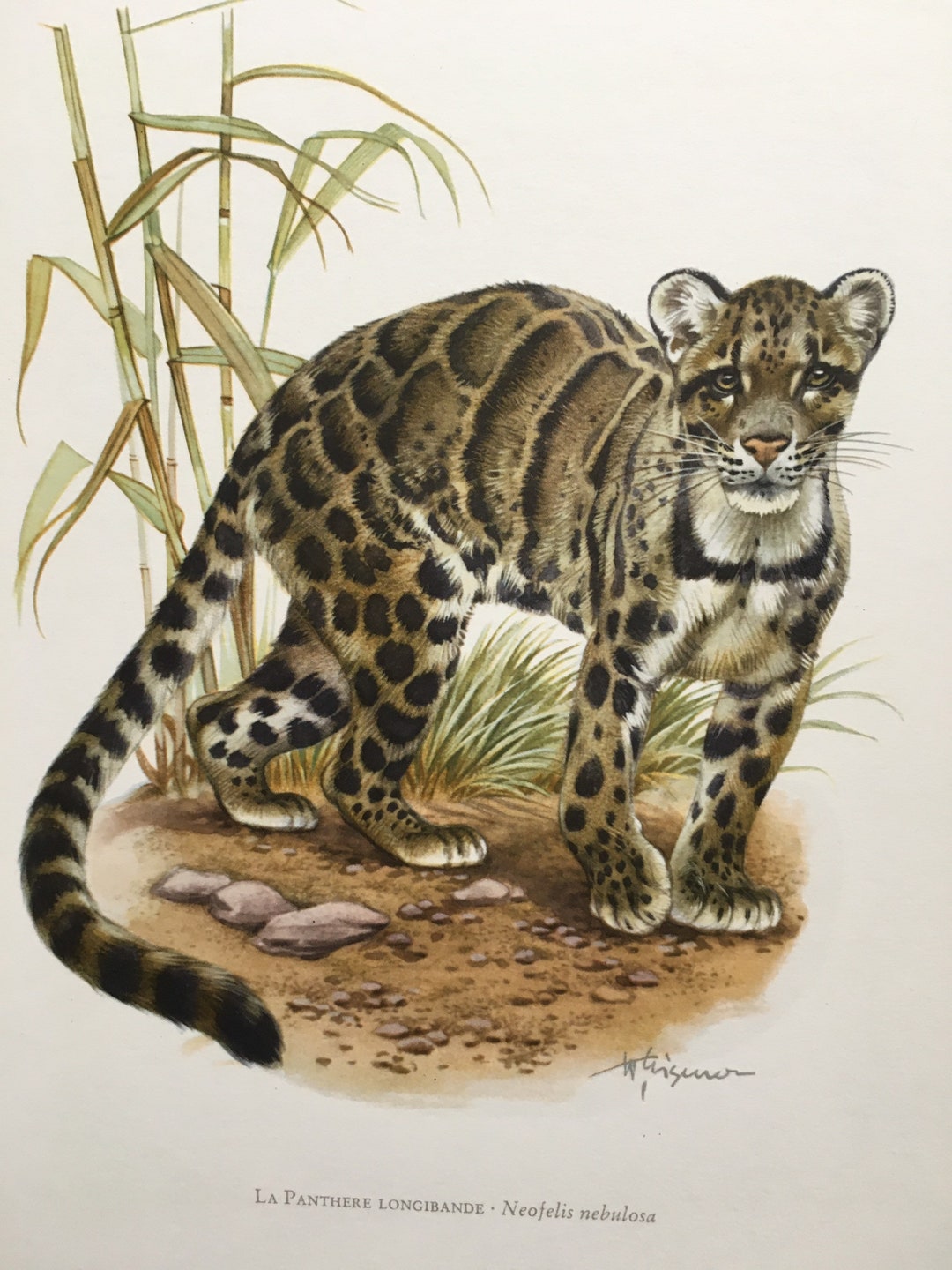 1960 CLOUDED LEOPARD Print Vintage Zoology Print Wildlife Illustration ...