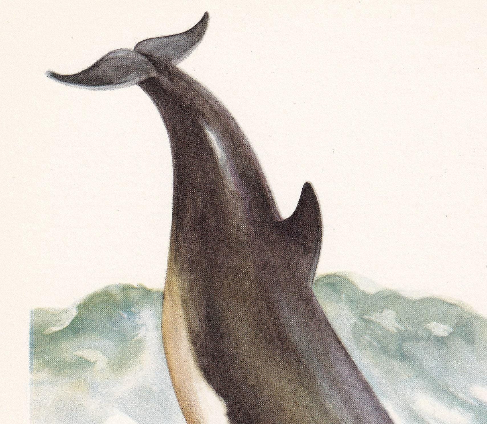 1960 BOTTLENOSE DOLPHIN Print - Vintage Animal Print - Mammal ...
