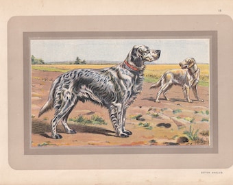 Rare! 1931 ENGLISH SETTER DOG Print - Original Antique Hunting Dog Print - Animal Wall Art - Dog Wall Art - 92 Yrs Old - 11 x 7.75 Inches