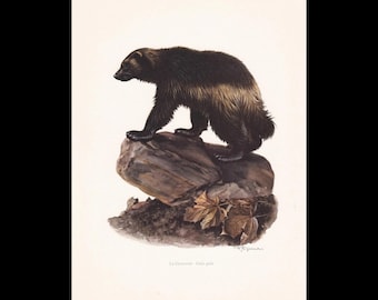 1960 WOLVERIJNEN print - vintage dierenprint - zoogdier illustratie - muurkunst - 7,5 x 10,6 inch
