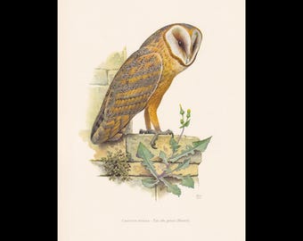 1960 SCHLEUEEULE Vogel Druck - Vintage Vogel Druck - Vogel Illustration - Vogel Wandkunst - Vogel Dekor - 19,5 x 28 cm