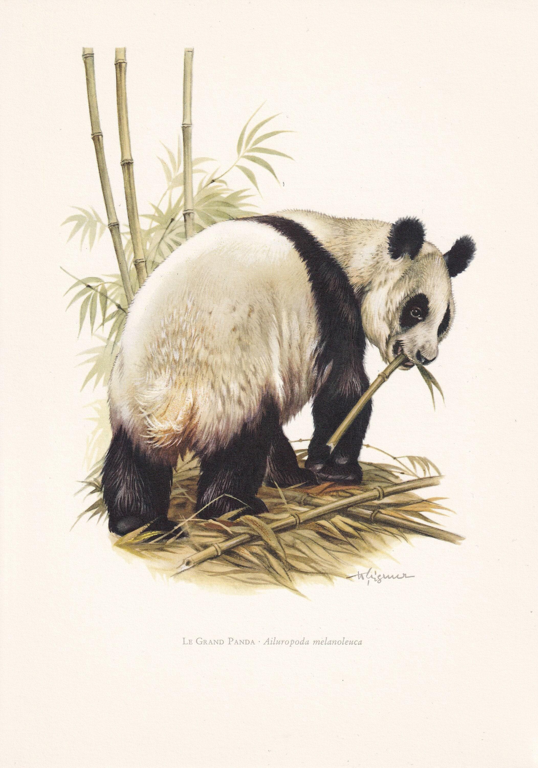 1960 GIANT PANDA Print - Vintage Animal Print - Mammal