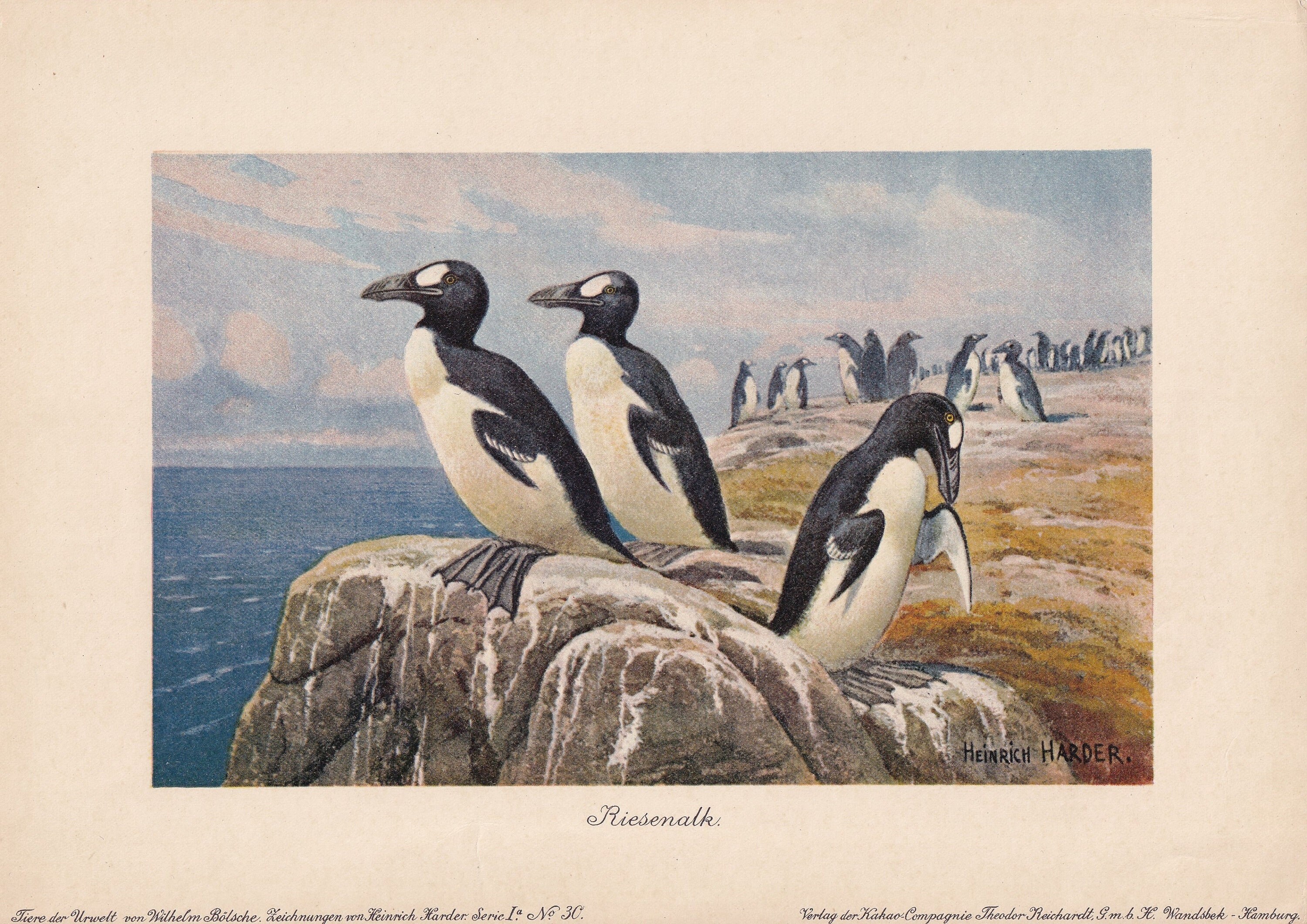 Great Auk Lithograph - Etsy
