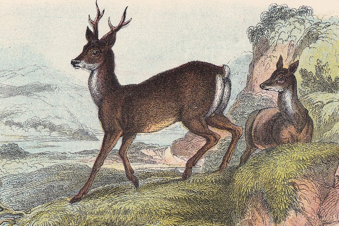 1896 ROE DEER Print - Natural History Print - British Mammals Print ...