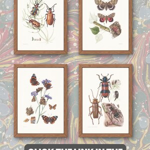 1960 VINE HAWK MOTH Print - Vintage Insect Print - Bug Illustration ...