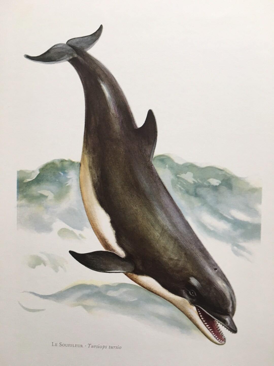 1960 BOTTLENOSE DOLPHIN Print Vintage Zoology Print - Etsy