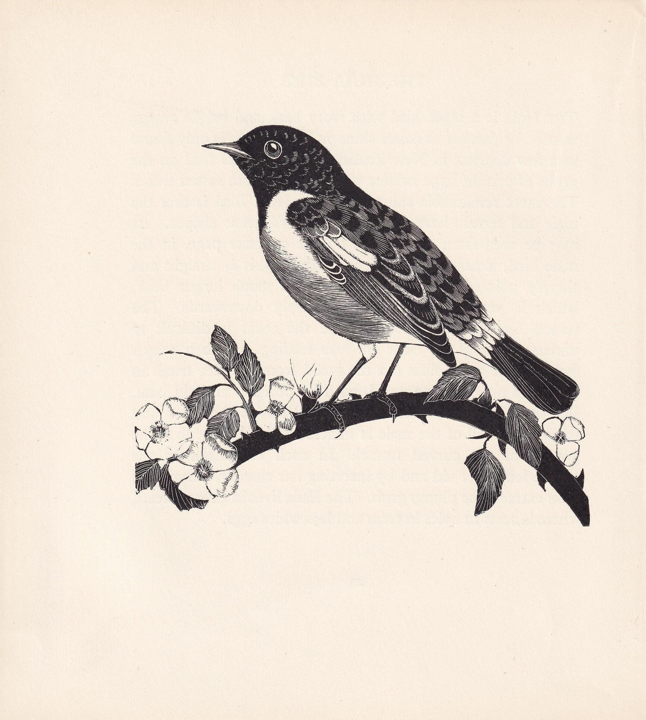 1929年 ノビタキの木版画 - 鳥の壁掛けアート - 動物の木版画