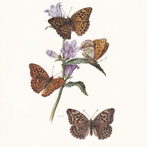 Impresión de mariposa fritilaria lavada en plata de 1960 - Insecto vintage - Arte mural de mariposas - Impresión de entomología vintage - 7,5 x 10,6 pulgadas