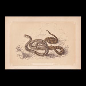 May include: A vintage-style print on cream paper featuring a detailed brown ink illustration of two snakes coiled on the ground. The text COMMON SNAKE & VIPER is printed in a decorative border at the bottom of the rectangular illustration.