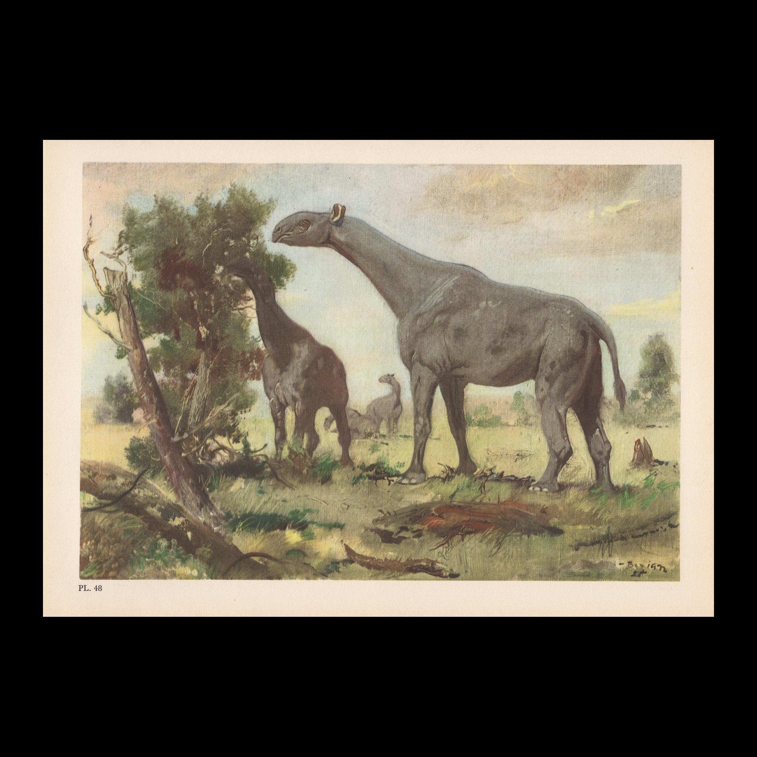 Large 1960 INDRICOTHERIUM Print - Prehistoric Animals Print