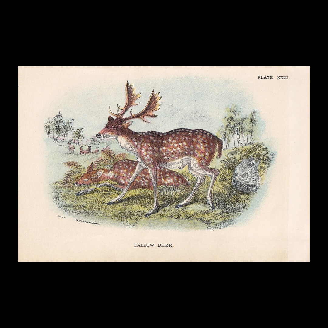 1896 FALLOW DEER Print - Natural History Print - British Mammals Print ...