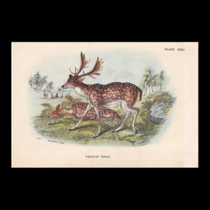 1896 FALLOW DEER Print - Natural History Print - British Mammals Print - Antique Print - Animal Wall Art - 7 x 4.7 Inches